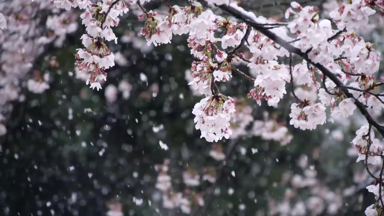 2020年日本樱花季美景